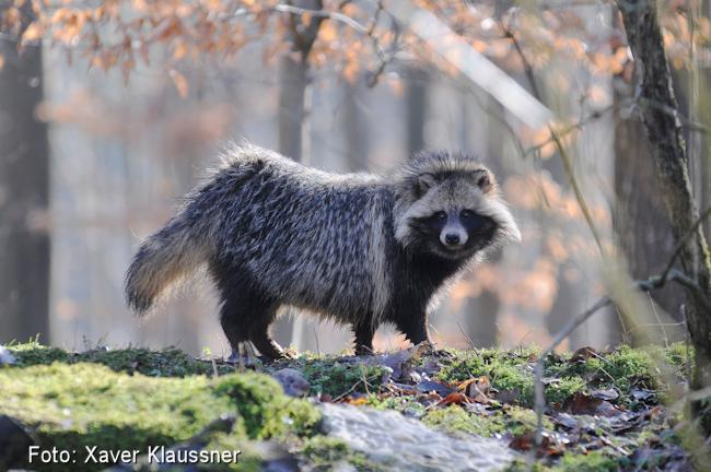 Bild vom Marderhund Xaver Klaussner