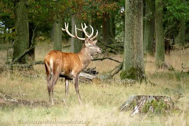 Hirsch in Vosswinkel