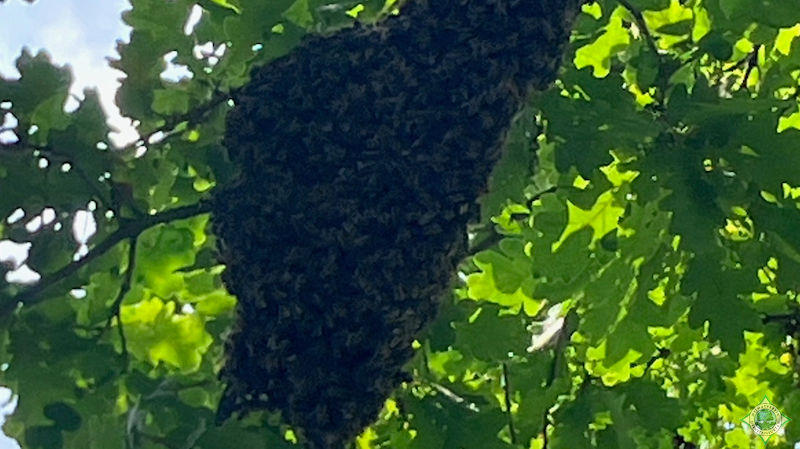 Bienenschwarm auf der Blühwiese - Foto: Andreas Löbbers