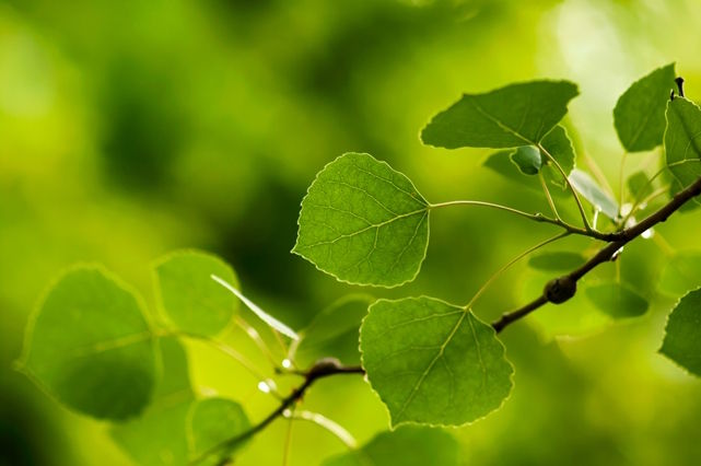 Blätter der Espe. Foto: Katherine Kirkland/Adobe Stock