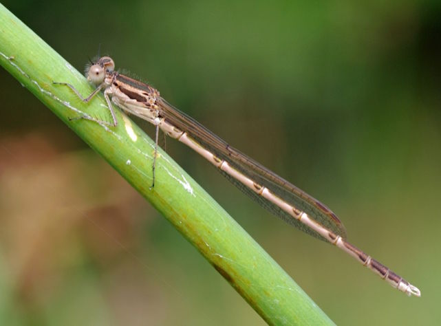 Männchen der Winterlibelle (Sympecma fusca). Quelle: Wikipedia/Christian Fischer