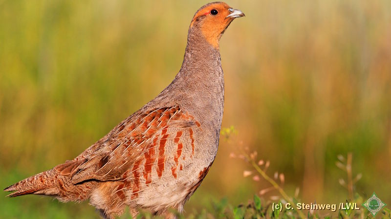 Vogel des Jahres 2026, dem Rebhuhn (Männchen und Weibchen) (c) C. Steinweg /LWL