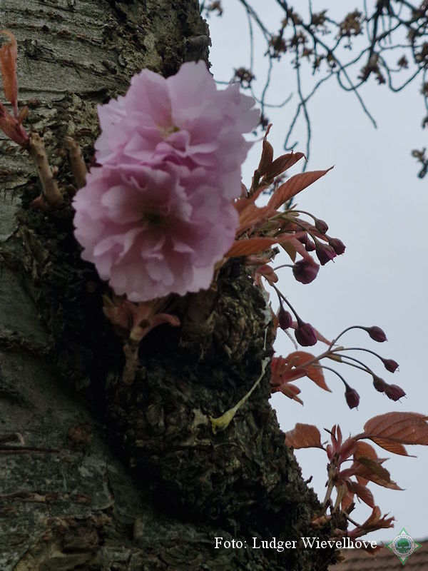 Die erste oder letzte Kirschblüte? Foto: Ludger Wievelhove